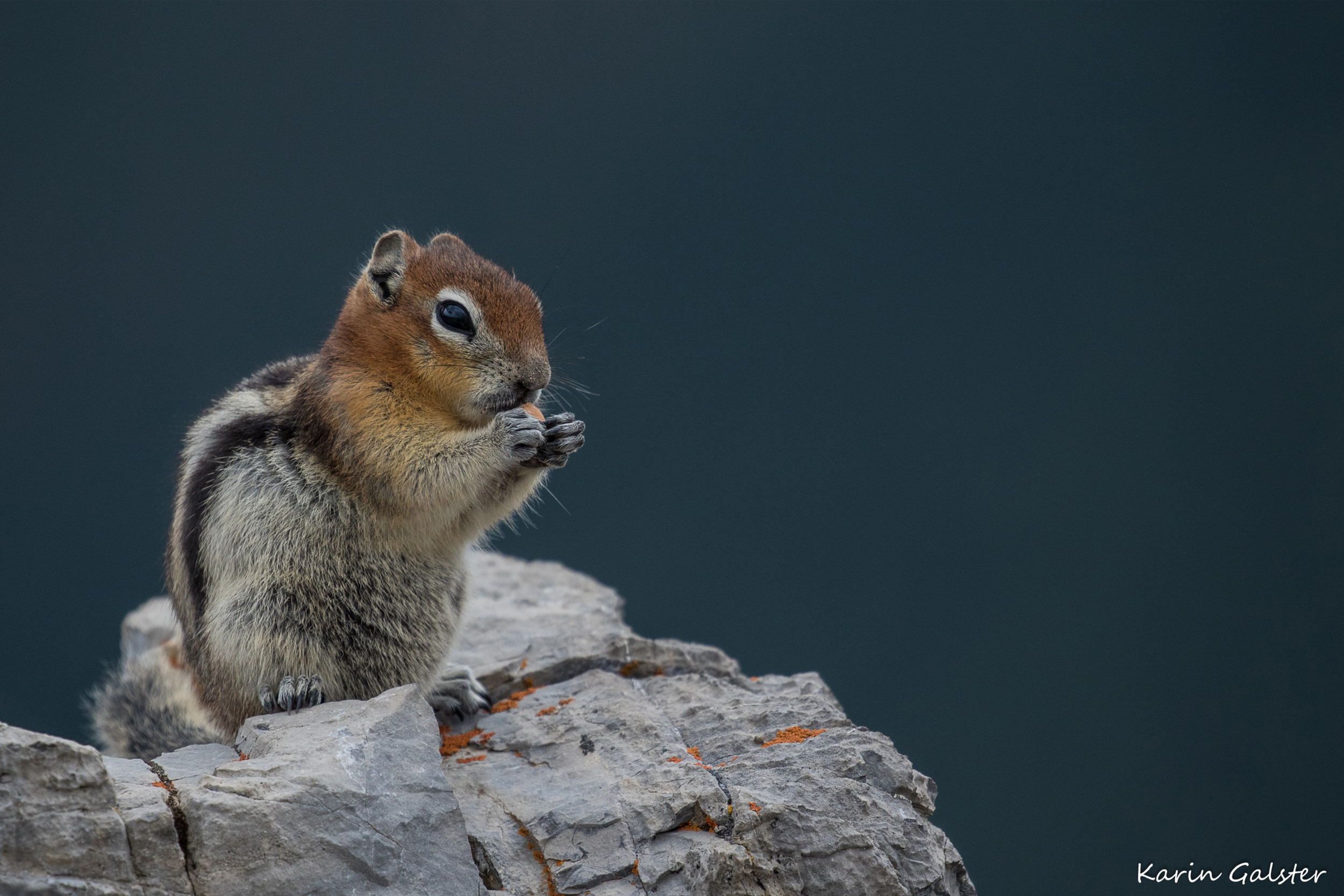 Canadian Squirrels - My Wildlife Diaries in Pictures