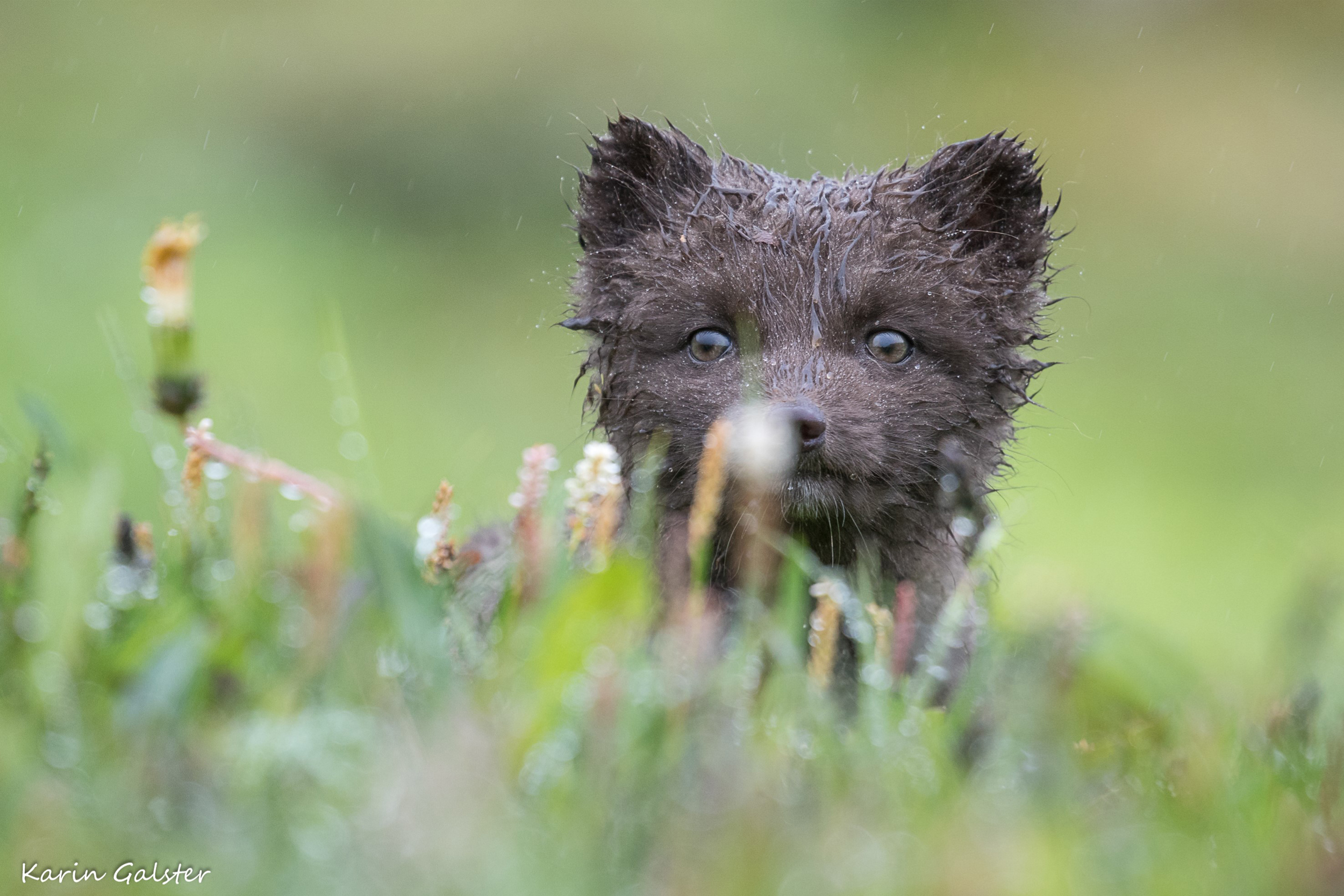 arctic fox cub in the rain