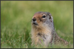 Columbian ground squirrel - Spermophile de Colombie - Columbia-Ziesel