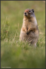 Columbian ground squirrel - Spermophile de Colombie - Columbia-Ziesel