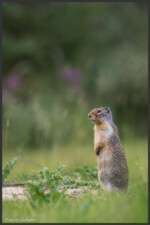 Columbian ground squirrel - Spermophile de Colombie - Columbia-Ziesel