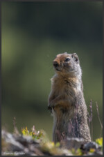 Columbian ground squirrel - Spermophile de Colombie - Columbia-Ziesel