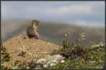 Columbian ground squirrel - Spermophile de Colombie - Columbia-Ziesel
