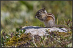 Least chipmunk - Tamia mineur - Kleines Streifenhörnchen