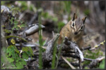 Least chipmunk - Tamia mineur - Kleines Streifenhörnchen