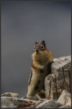Golden-mantled ground squirrel - Spermophile à mante dorée - Goldmantelziesel