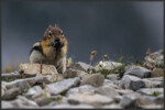 Golden-mantled ground squirrel - Spermophile à mante dorée - Goldmantelziesel