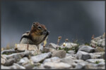 Golden-mantled ground squirrel - Spermophile à mante dorée - Goldmantelziesel