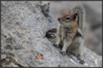 Golden-mantled ground squirrel - Spermophile à mante dorée - Goldmantelziesel
