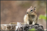 Golden-mantled ground squirrel - Spermophile à mante dorée - Goldmantelziesel