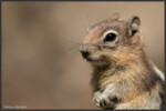 Golden-mantled ground squirrel - Spermophile à mante dorée - Goldmantelziesel