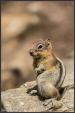 Golden-mantled ground squirrel - Spermophile à mante dorée - Goldmantelziesel