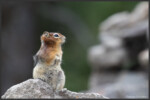 Golden-mantled ground squirrel - Spermophile à mante dorée - Goldmantelziesel