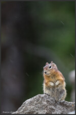 Golden-mantled ground squirrel - Spermophile à mante dorée - Goldmantelziesel