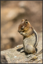 Golden-mantled ground squirrel - Spermophile à mante dorée - Goldmantelziesel