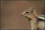 Golden-mantled ground squirrel - Spermophile à mante dorée - Goldmantelziesel
