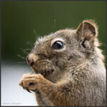 American red squirrel - Écureuil roux (Amérique du Nord) - Gemeines Rothörnchen