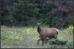 Elk - Wapiti - Cervus canadensis