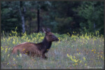 Elk - Wapiti - Cervus canadensis