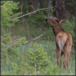 Elk - Wapiti - Cervus canadensis