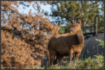 Elk - Wapiti - Cervus canadensis