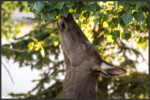 Elk - Wapiti - Cervus canadensis
