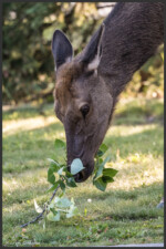 Elk - Wapiti - Cervus canadensis