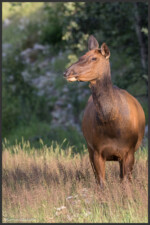 Elk - Wapiti - Cervus canadensis