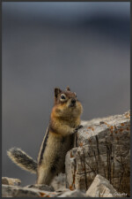 Golden-mantled ground squirrel - Spermophile à mante dorée - Goldmantelziesel