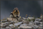 Golden-mantled ground squirrel - Spermophile à mante dorée - Goldmantelziesel
