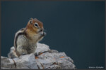 Golden-mantled ground squirrel - Spermophile à mante dorée - Goldmantelziesel