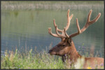 Elk - Wapiti - Cervus canadensis