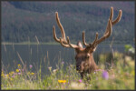 Elk - Wapiti - Cervus canadensis