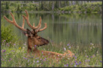 Elk - Wapiti - Cervus canadensis
