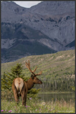 Elk - Wapiti - Cervus canadensis