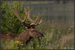 Elk - Wapiti - Cervus canadensis