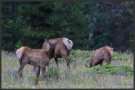 Elk - Wapiti - Cervus canadensis