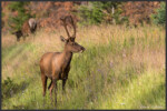 Elk - Wapiti - Cervus canadensis
