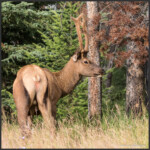 Elk - Wapiti - Cervus canadensis