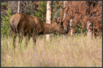 Elk - Wapiti - Cervus canadensis