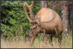 Elk - Wapiti - Cervus canadensis