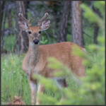 White-tailed deer - Cerf de Virginie - Weißwedelhirsch