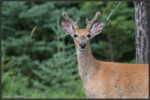 White-tailed deer - Cerf de Virginie - Weißwedelhirsch