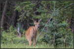 White-tailed deer - Cerf de Virginie - Weißwedelhirsch