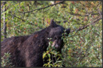 American black bear - Ours noir - Amerikanischer Schwarzbär - Banff National Park, Canada