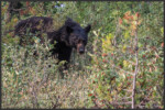 American black bear - Ours noir - Amerikanischer Schwarzbär - Banff National Park, Canada