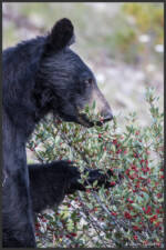 American black bear - Ours noir - Amerikanischer Schwarzbär - Banff National Park, Canada