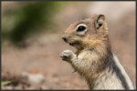 Golden-mantled ground squirrel - Spermophile à mante dorée - Goldmantelziesel