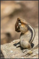 Golden-mantled ground squirrel - Spermophile à mante dorée - Goldmantelziesel