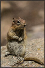 Golden-mantled ground squirrel - Spermophile à mante dorée - Goldmantelziesel
